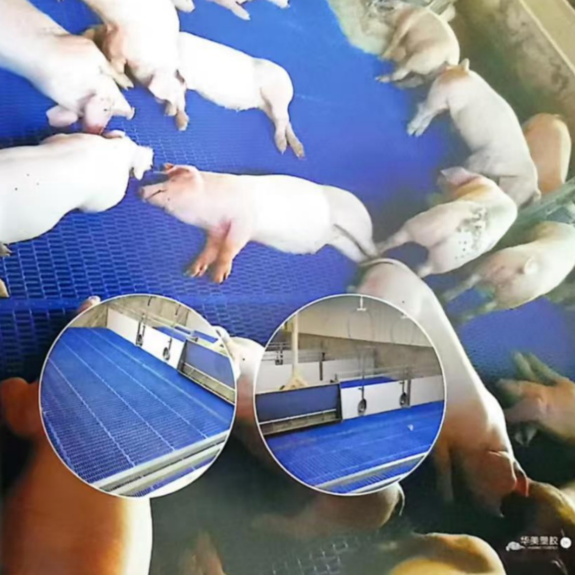 Fabricante mayorista de placa de drenaje de estiércol de cerdo, drenaje de goteo de agua de estilo europeo, diseño más científico, drenaje de plástico para granja de cerdos