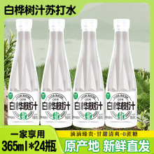 好物甄选白桦树汁苏打水天然健康植物饮料整箱--CH其他
