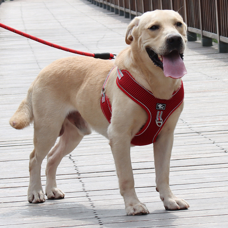犬用リード、ハーネス、犬用ロープ、ペット用中小型犬用テディベスト型首輪、子犬用犬用散歩チェーン|undefined