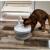 Маленькие оленя домашние напитки для домашних животных пьют домашних животных домашних животных вода вода для питьевой воды питьевая вода пить вода