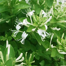 金银花苗室内阳台盆栽金银花树苗攀援藤本花卉庭院种植当年麦太保