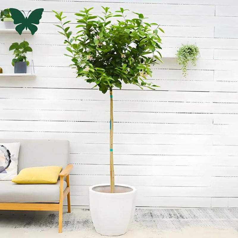Perfume, árbol joven en maceta de limón con flores, flores comestibles con sabor a Luzhou, balcón, patio, pilas antiguas, resultados de la plantación