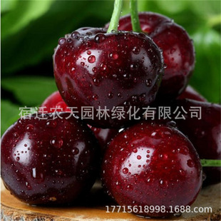 A��һ�����l�G�S�޽�܇���Ә������Ҙ�����������ϱ����Nֲ