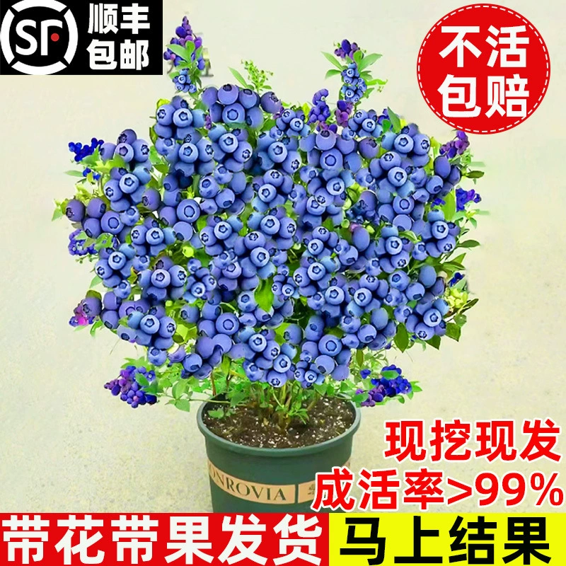 Саженцы черники в горшках с цветами и плодами, фруктовые деревья во дворе, посаженные в южной и северной части в том же году, саженцы черники «кроличий глаз»