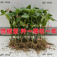 适用辣椒苗带土秧苗牛角椒茄子苗西红柿苗蔬菜秧苗黄瓜苗辣椒苗批