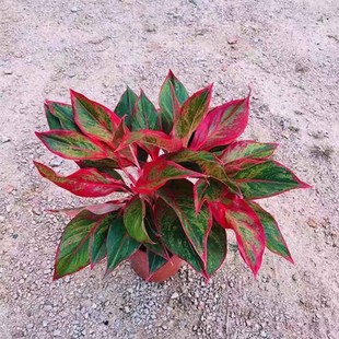 �����f��t��������ˮ�༪���t�����k���Ұ����҃ȾGֲ��������ȩ