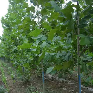 法桐苗树速生法国梧桐树绿化工程苗木油桐小苗工程造景