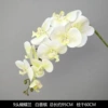 9 Daping Film Phalaenopsis White Champagne