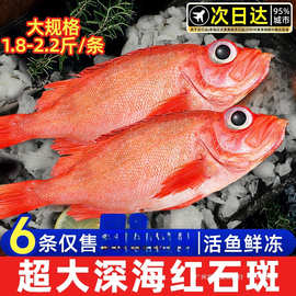 红石斑鱼鲜活冷冻超大红鱼龙胆富贵鱼深海海鱼大鱼新鲜海鲜水产
