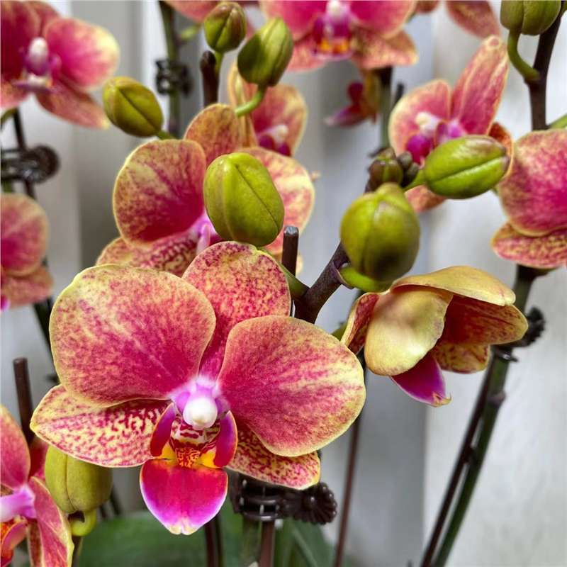 orquídea mariposa con brotes de flores planta en maceta sala de estar orquídea planta de interior flores en todas las estaciones buena para alimentar dendrobium orquídea planta verde image 10