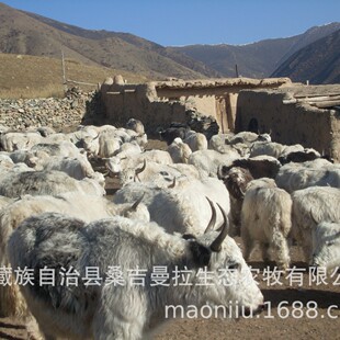 ��ף�ך�ţ �ຣ��ţ ���ؚ�ţ ��ţ���� ��ţ�r�� ��ţ�Bֳ����