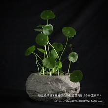 海南火山石花盆铜钱草铜钱草水培花盆仿石头盆景创意陶瓷无孔花架