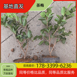 Camellia Seedling Potted Base Planting, Four-Season Flowering, Courtyard Planting, Green Plant Project, Greening Seedlings, Easy to Breed