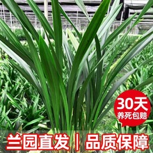 兰花盆栽兰花苗墨兰企黑室内绿植物桌面摆件客厅名贵花卉蕙兰建兰