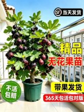 波姬红无花果树苗果苗带土带叶盆栽阳台水果南方北方种植当年结果