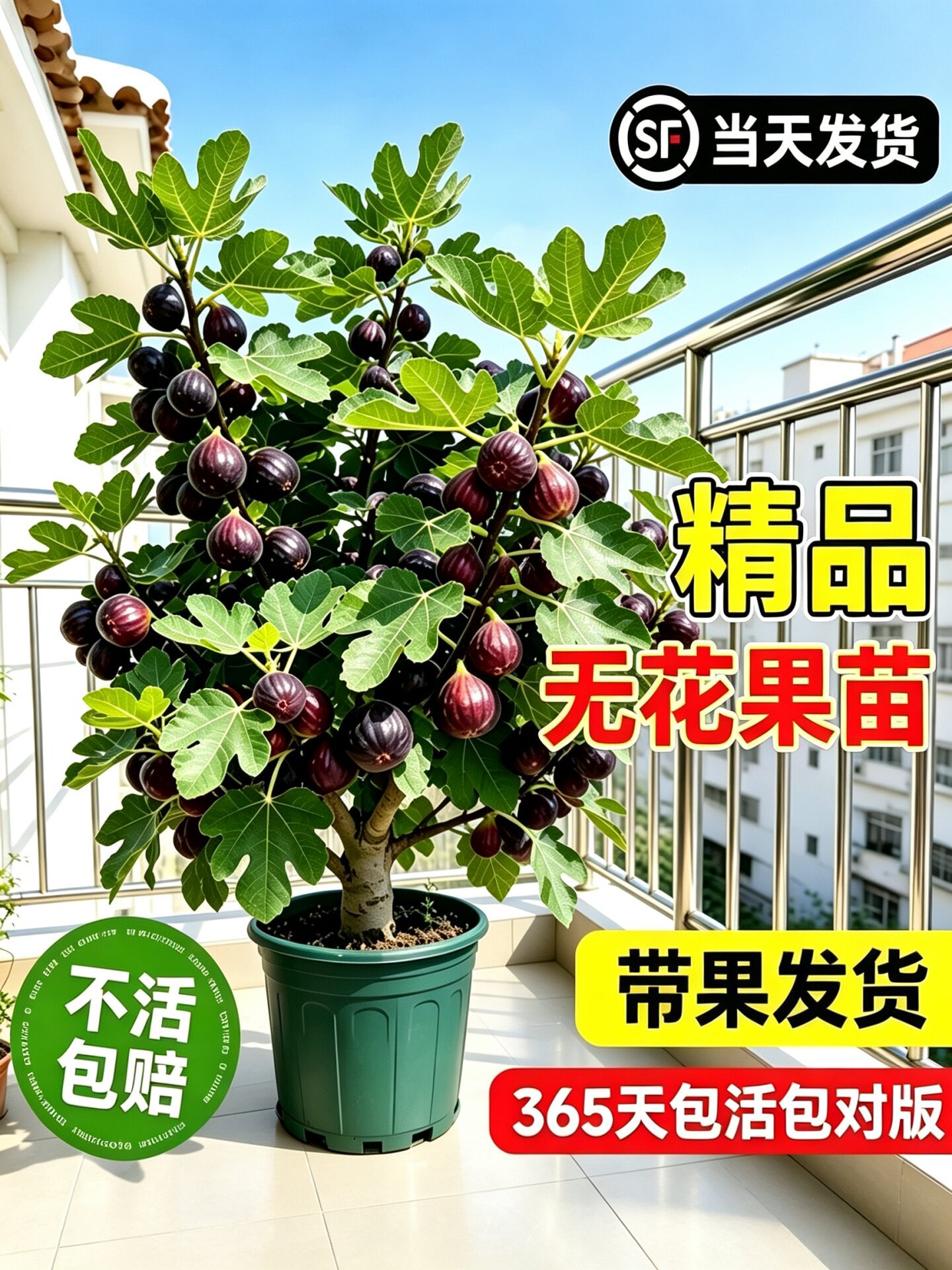 波姬红无花果树苗果苗带土带叶盆栽阳台水果南方北方种植当年结果