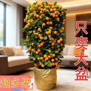 �����ļ������Ԏ�����۽���҃ȿ͏d�k���Ҵ������Ӻ��B�Gֲ�辰