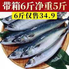 凈重無冰衣青占魚鮐魚青花魚鮐紅燒鮁魚新鮮冷凍日料海鮮水產