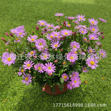 СջNļN_̨ͥԺԻRͺ