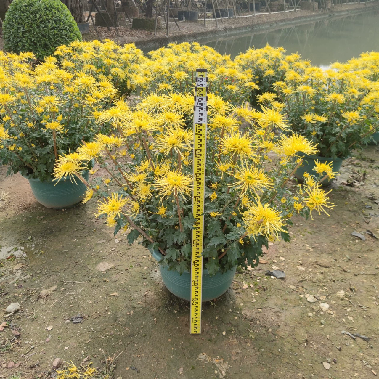 2201 база оптовая поставка новогодних цветов бонсай хризантема около 1 метра