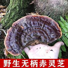 灵芝野生长白山野生泡茶无柄赤灵芝批发黑无柄灵芝切片纯干货包邮