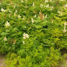 丛生珍珠梅 珍珠梅30-180公分 珍珠梅苗观花植物 工程绿化苗木