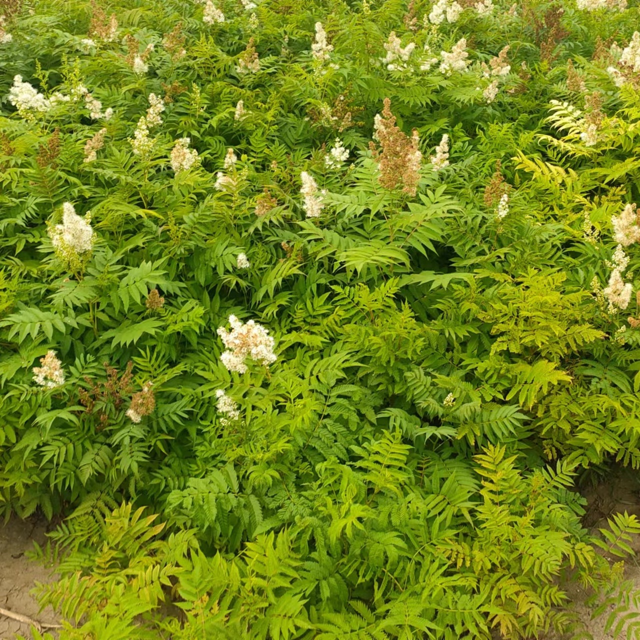 丛生珍珠梅 珍珠梅30-180公分 珍珠梅苗观花植物 工程绿化苗木