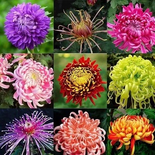 Large Chrysanthemum Seedlings Potted Ground Planting Bloom in All Seasons September Large Chrysanthemum Edible Indoor and Outdoor Balcony Cold-Resistant and Heat-Resistant Chrysanthemum Seedlings