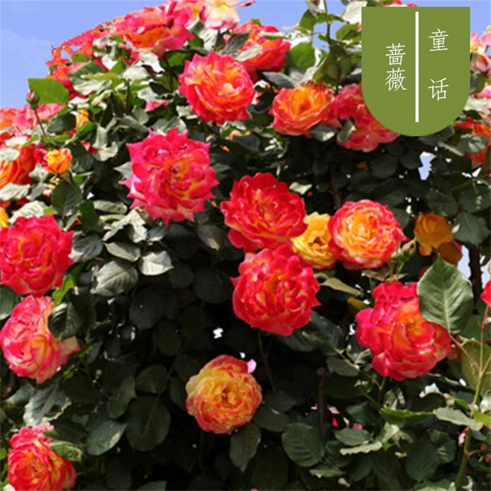 Саженцы сказочных роз, цветы, зеленые растения, комнатные растения в горшках, розы, персик, розы «Снежная гора», вьющиеся растения, цветущие в любое время года