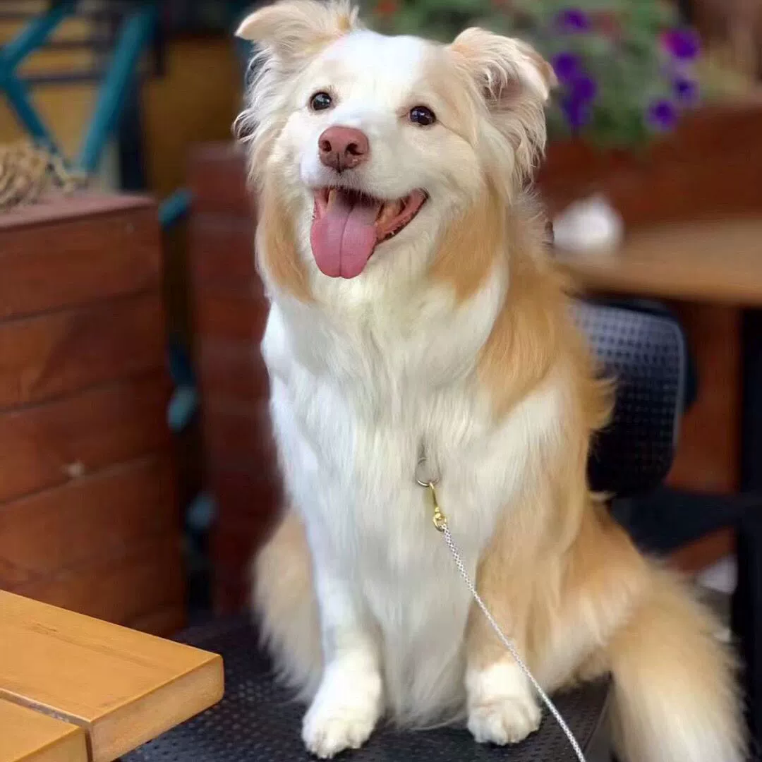 4,5 мм мягкий Круглый нейлон профессиональные соревнования тяговый трос золотой ретривер метод корги выгул крупного рогатого скота Дрессировка собак P цепной костюм