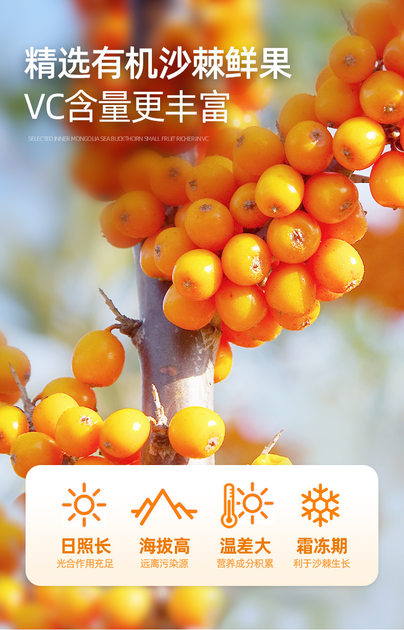 Organic Sea Buckthorn Juice Puree Fresh Pressed 500ml 10 Bottles Ningxia quality and texture