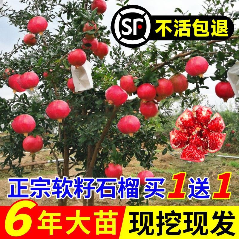 石榴树树苗突尼斯软籽石榴苗盆栽庭院南北方耐旱种植耐寒家庭水果