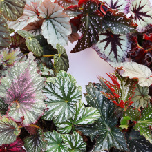 秋海棠优选大盆老桩室内绿植网红ins花卉观叶植物热植盆栽
