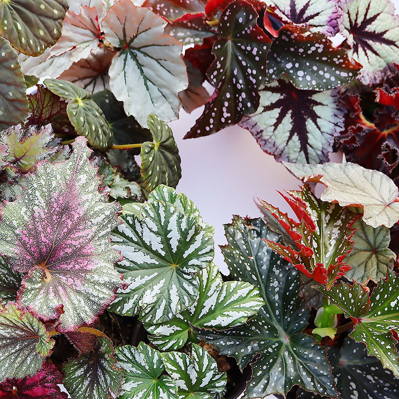 秋海棠优选大盆老桩室内绿植网红ins花卉观叶植物热植盆栽