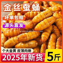 金丝蚕蛹鲜活新鲜冷冻5斤山东特产蝉蛹油炸小桑蚕蛹商用烧烤