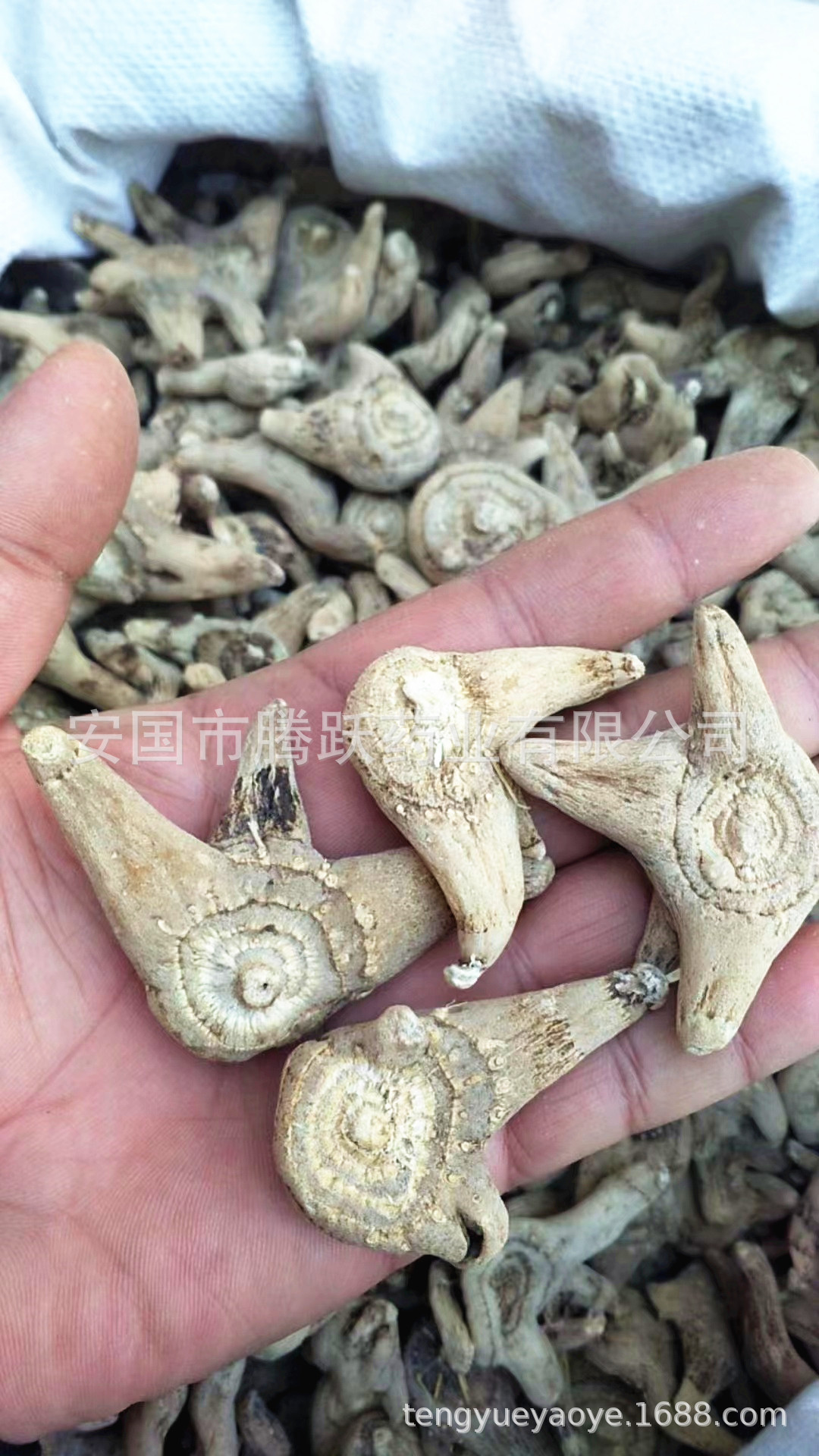 Dried Bletilla Rhizome Bai Ji 白芨 Whole Root Bulk Chinese Herb 500g specifications