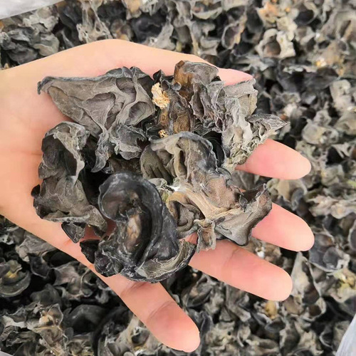 Xinjiang Baicheng black fungus 500g*2 bags of specialty dry goods small bowl of autumn fungus with thick flesh, no roots and no need to pick