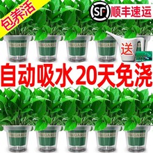 绿萝水培大量批发盆栽花卉植物室内吸除长藤垂吊兰大绿箩绿植批发