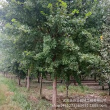 五角枫大树 五角枫树苗 12-15-18五角槭树苗 小区公园道路绿