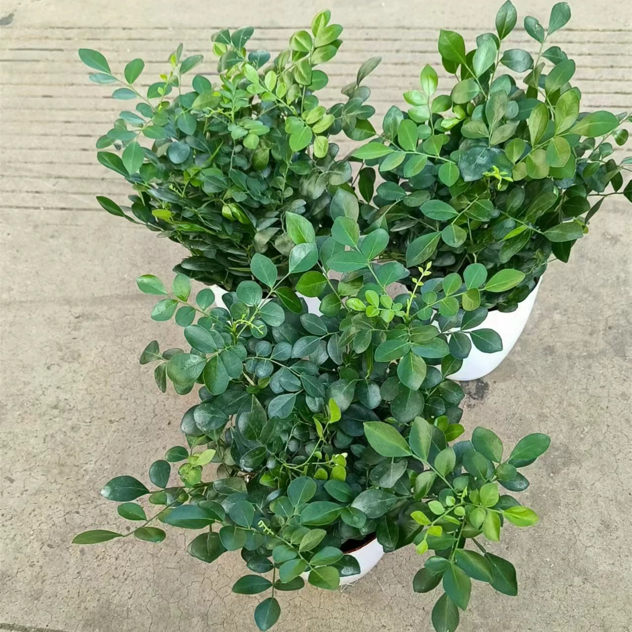 Гидропонное зеленое растение Цзюлиан Маленькое растение в горшке Лучжоу-аромат Свежие ленивые цветы Four Seasons Офис Крытый Настольный листва