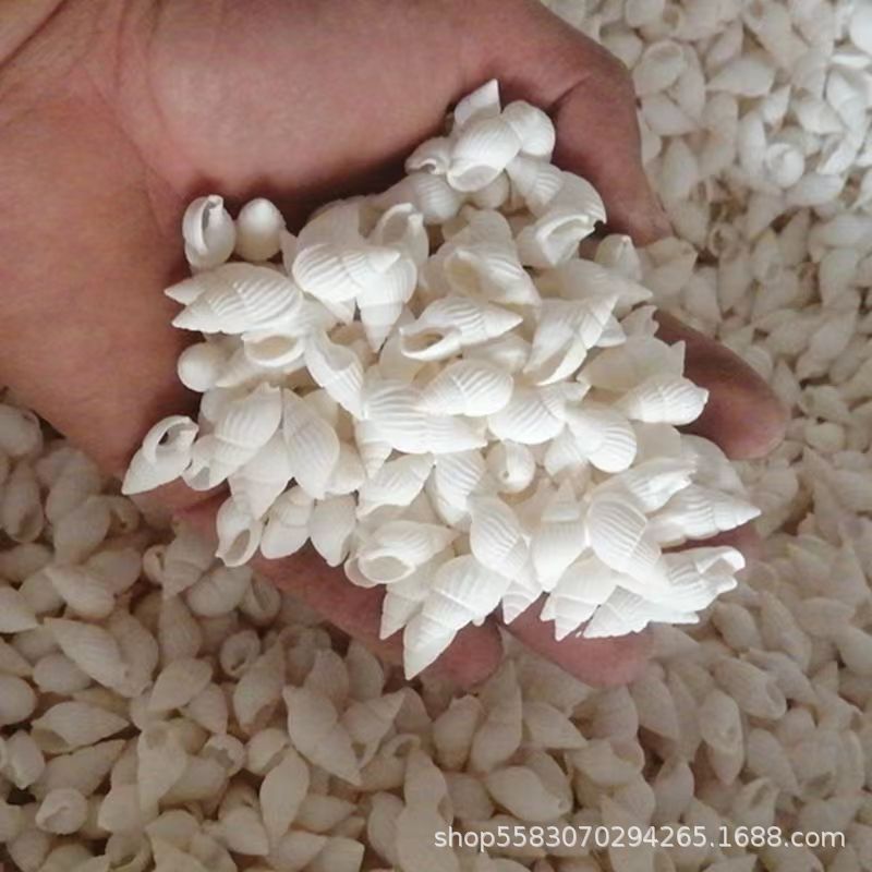 Conchas de caracoles naturales vendidas por kilogramo de cangrejos de estrellas de mar reemplazar conchas acuarios paisajísticos botellas a deriva materiales de pintura a mano