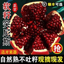2025突尼斯软籽石榴10斤水果新鲜整箱当季红宝石会理中秋礼品盒装