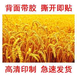五谷丰登丰收贴纸背景墙贴麦田图片壁画稻谷自粘海报麦不干胶贴纸