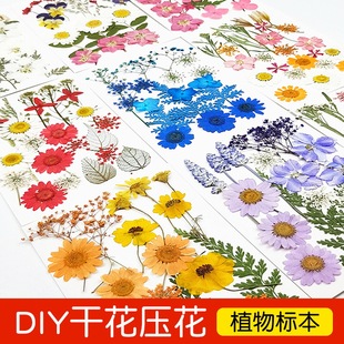 Flower DIY mixed dried flower leaf bag embossed real flower plant specimen parent-child drop glue natural dried flower material bag