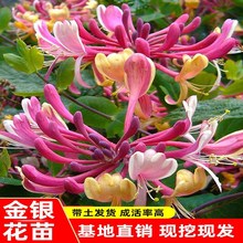 金银花苗攀援花卉爬藤本植物金银花树苗四季不掉叶常青金银花盆栽