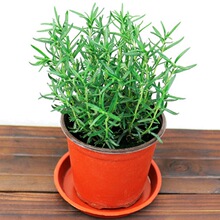 �Ե��� ���ԾGֲ����ľ �k�����������԰��� ɢ�l��ζ��������