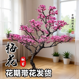 ÷������ͥԺ���������ͺ���÷�t÷�D÷�����辰�ļ�����ֲ��Nֲ