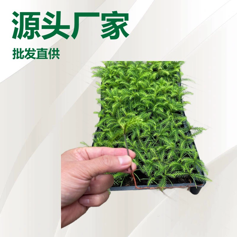 Производители источника поставляют большое количество офисных и домашних лиственных растений, саженцев араукарии, ландшафтного дизайна, цветов и саженцев оптом