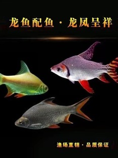 ���P�~�y�P�~���w�^�p�~�p�����~̩���a���yԪ���~�t���a�~�^�V��