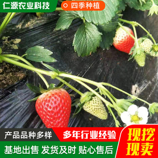 ��ݮ����ذl؛���~�t�ݮ�� �߮a�����ݮ �����t��Ѳ�ݮ��